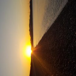 ペタペタのサーフ