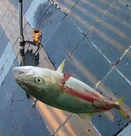 青物　一応4連勝