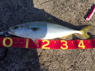 久しぶりの釣果はハマチ☆