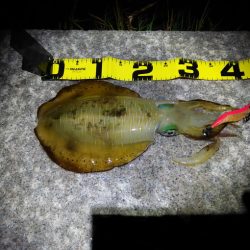 1杯のみだけど良型GET