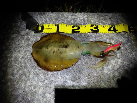 1杯のみだけど良型GET