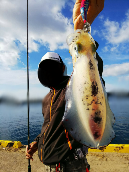 プチ離島エギング