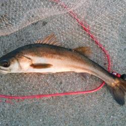 連日の青物トップゲーム