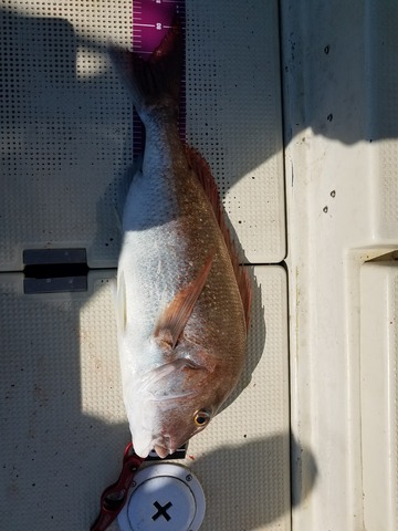 遊漁船　ニライカナイ 釣果