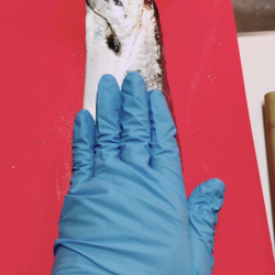 今日もサクッとタチウオ