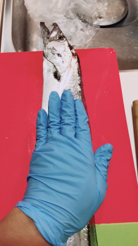 今日もサクッとタチウオ