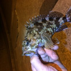 アジングのはずが、、、