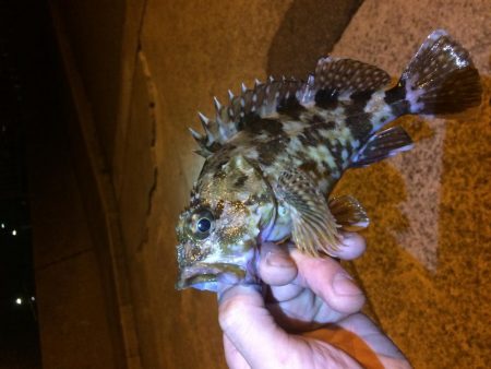 アジングのはずが、、、