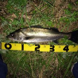 リバーシーバス