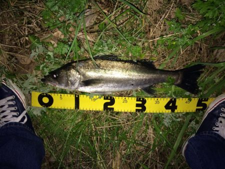 リバーシーバス