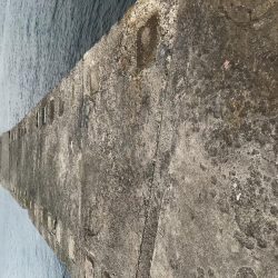 今日もやっぱりタコ!