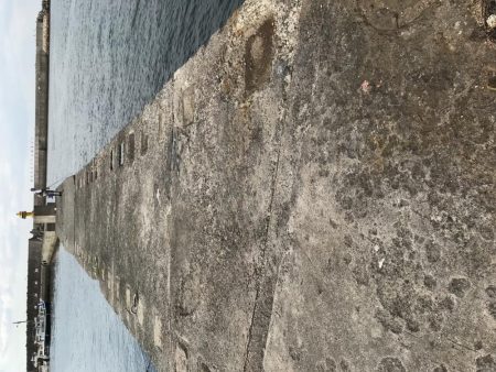 今日もやっぱりタコ!