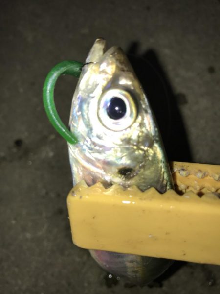 これがマゴバチの威力か！？