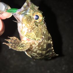 癒しを求めて…