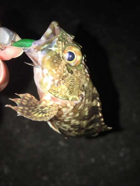 癒しを求めて…