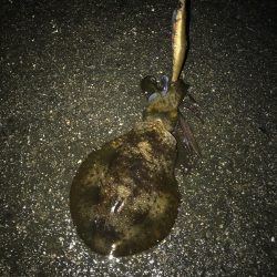 南紀でエギングランガン