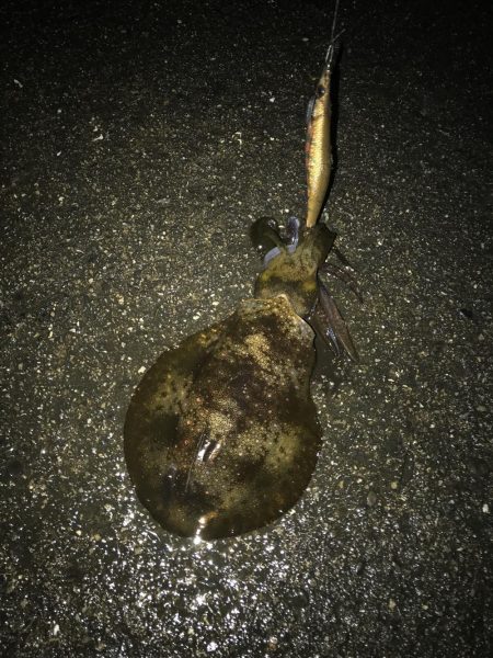 南紀でエギングランガン