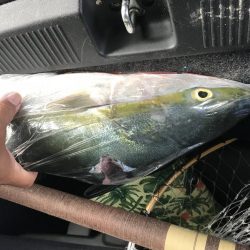 カービングメジロ