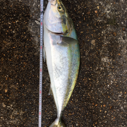 今日もメジロかな