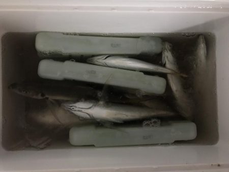 アジング釣行記