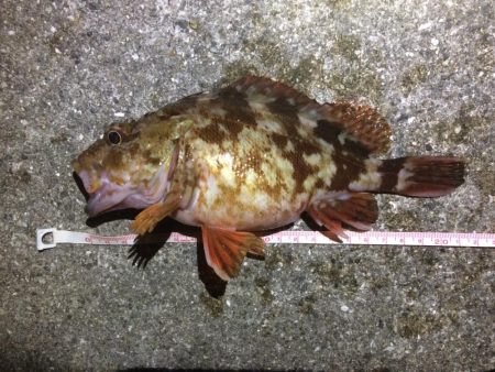 アジングのはずが、、、