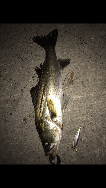 シーバス入れ食い