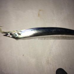 初ドラゴン！！