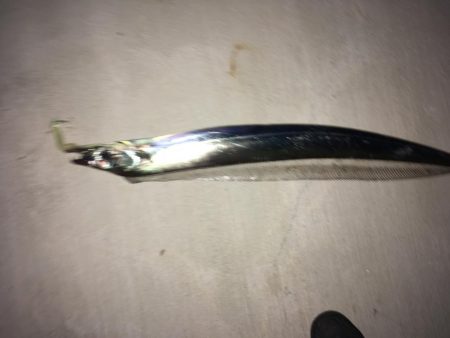 初ドラゴン！！