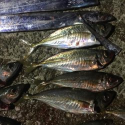 フィッシングダディ