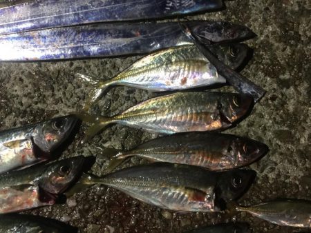 フィッシングダディ