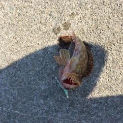 バイブレーションでタチウオ(ハリスなし笑)