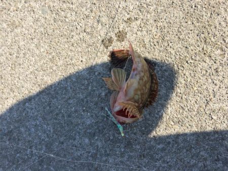 バイブレーションでタチウオ(ハリスなし笑)