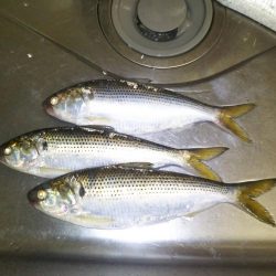 太刀魚やコノシロもまわり出しました。尺アジも釣れます。