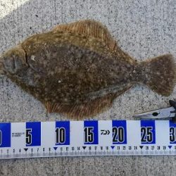 カレイ釣り、落ちギス釣り