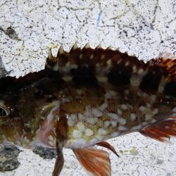 ライトでカマス、カサゴ