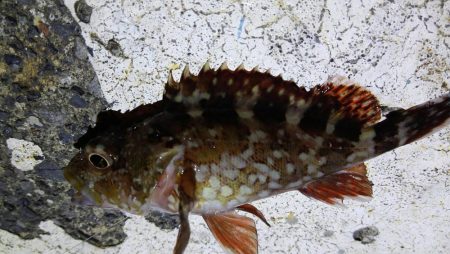 ライトでカマス、カサゴ