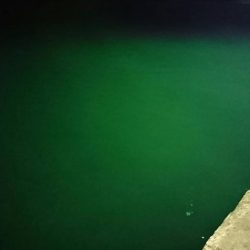 ケンサキイカ？