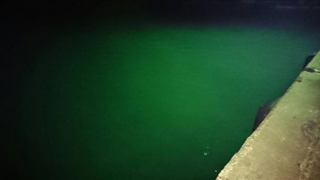 ケンサキイカ？