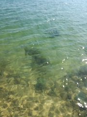 昼前にエギング