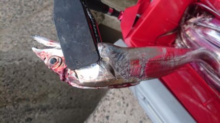 アオリのつもりが、、、