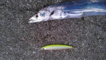 え？タチウオ少なっ