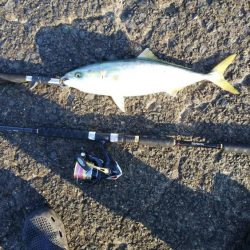 のませ釣りでハマチ狙い