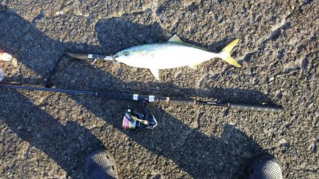 のませ釣りでハマチ狙い