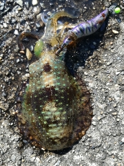 今日もチビだった