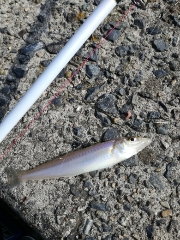 久しぶりのキス釣行