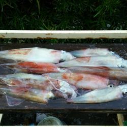 焼津沖　ヤリイカ　