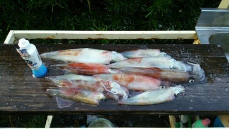 焼津沖　ヤリイカ　