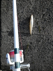 午後からキス釣り