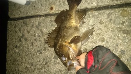 アジングのはずが～