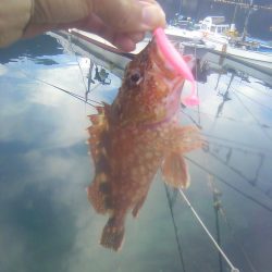 オオモンハタ遠征